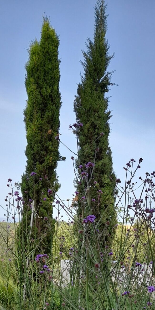 wedding-peloponnese-greece-planning-church-mani-itilo-gythio-limeni-baptism